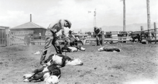 A.D. Helms and A.B. Helms branding calves, Oscura, NM, 1952. Photo courtesy of Human Systems Research and WSMR.