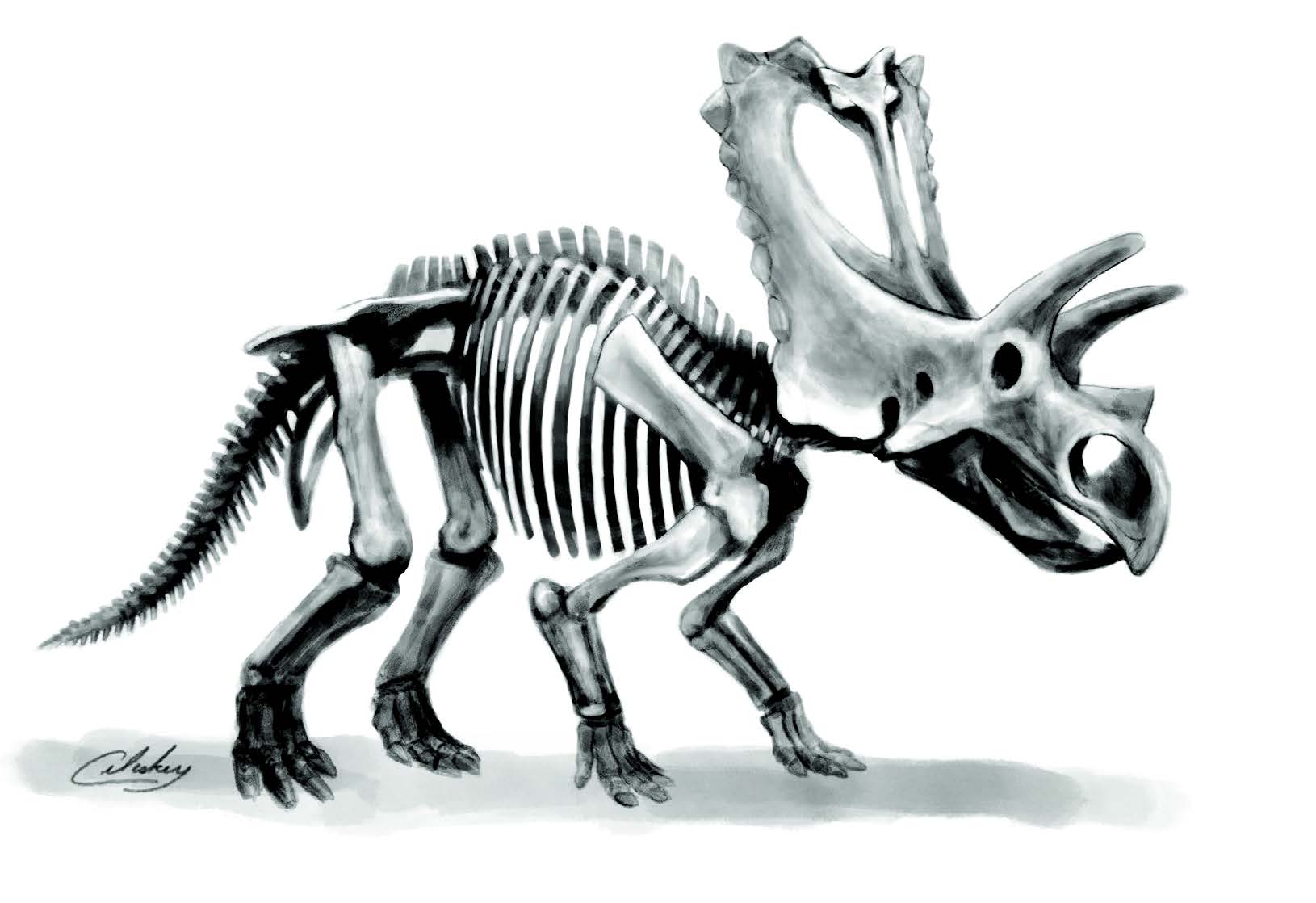 pentaceratops fossil