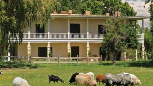 Goats and sheep graze in Casa Grande's lush meadow.