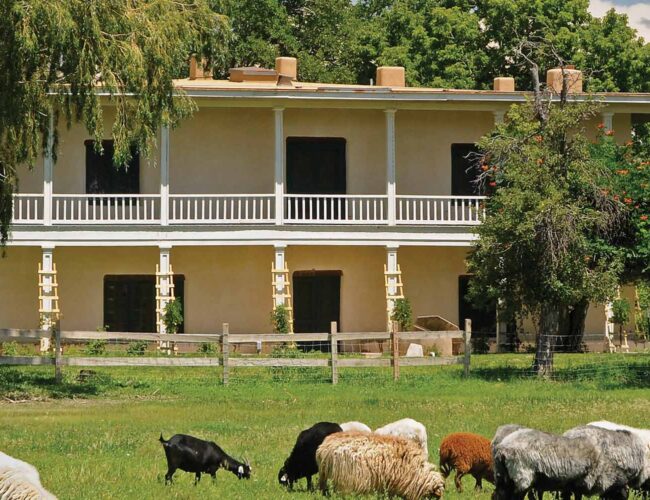 Goats and sheep graze in Casa Grande's lush meadow.