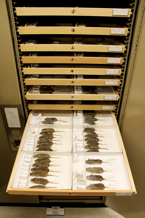 The collection of deer mice in the collections of the New Mexico Museum of Natural History and Science aids researchers interested in, among other things, the human-animal transfer of diseases such as hantavirus. Photograph by Charlotte Jusinski.