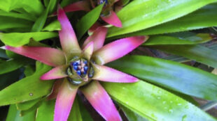 Bromeliad-Eve Bessier