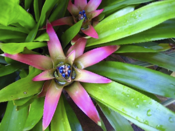 Bromeliad-Eve Bessier