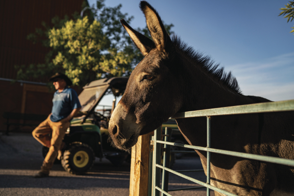 Greg Ball and a donkey look out towards the Organ Mountains as the sun rises at the New Mexico Farm & Ranch Heritage Museum.