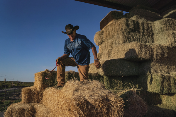 Greg Ball collects bales of hay to be distributed as the first meal for the various livestock at the museum early on an August morning.