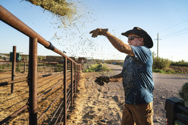 Greg Ball tosses hay for an early morning round of feeding of the various breeds of cattle at the museum.