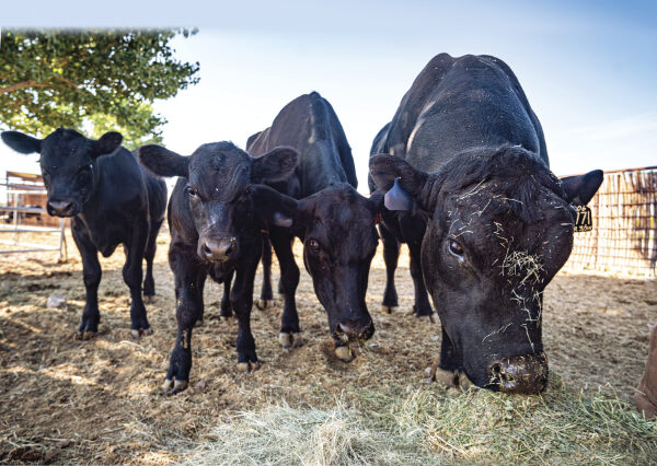 Cattle enjoy their sunrise meal at the New Mexico Farm & Ranch Heritage Museum.