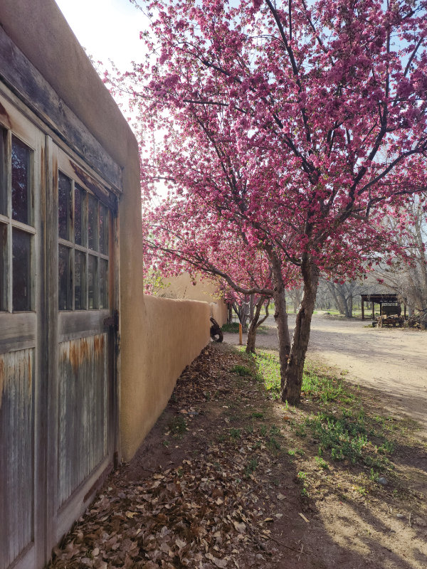 These crab apple trees were planted in the 1940s to help pollinate the dwarf apple trees. Apples have likely been grown here since the 1700s.